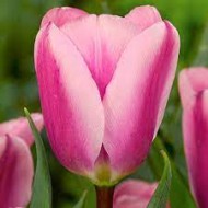 Bulbi lalele Triumph Algarve