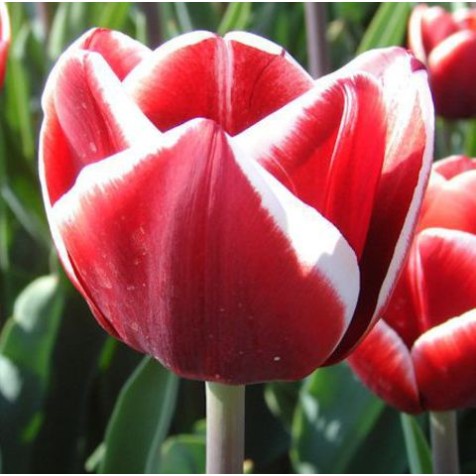 Bulbi lalele Triumph Armani