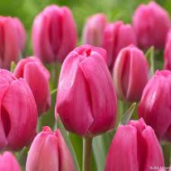 Bulbi lalele Triumph Carola