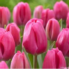 Bulbi lalele Triumph Carola