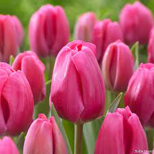 Bulbi lalele Triumph Carola