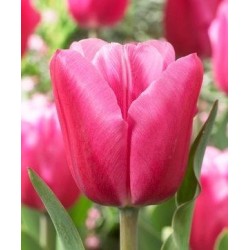 Bulbi lalele Triumph Jumbo Pink