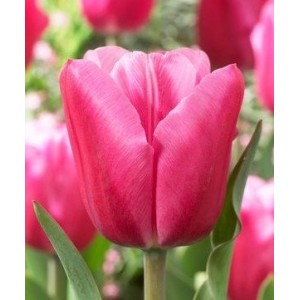 Bulbi lalele Triumph Jumbo Pink