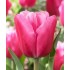 Bulbi lalele Triumph Jumbo Pink