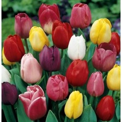 Bulbi lalele Triumph- Pachet  Mix 26 bulbi
