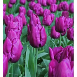 Bulbi lalele Triumph- Purple Flag 