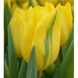 Bulbi lalele Triumph Strong Gold