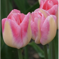 Bulbi lalele Triumph Supermodel