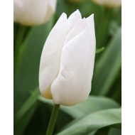Bulbi lalele Triumph White Prince