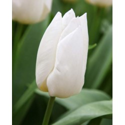 Bulbi lalele Triumph- White Prince