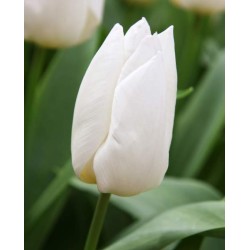 Bulbi lalele Triumph White Prince