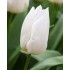Bulbi lalele Triumph White Prince