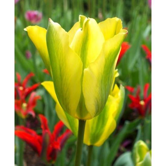 Bulbi lalele Viridiflora Formosa