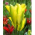 Bulbi lalele Viridiflora Formosa