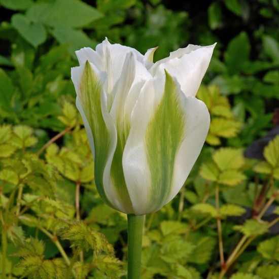 Bulbi lalele Viridiflora Green Spirit Bulbi lalele Viridiflora Green Spirit