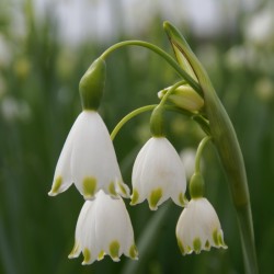 Bulbi Leucojum aestivum (Ghiocei de vara)-pachet 10 bulbi