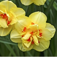 Bulbi narcise batute Tahiti