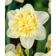 Bulbi narcise batute Ice King