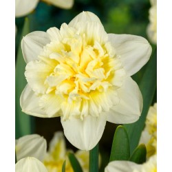 Bulbi narcise batute Ice King Bulbi narcise batute Ice King