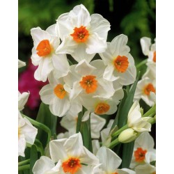 Bulbi narcise Multiflore Geranium 