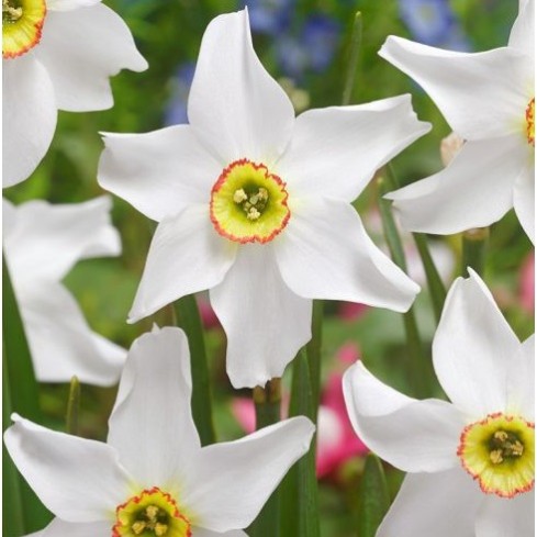 Bulbi Narcise- poeticus recurvus Pheasant Eye