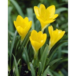 Bulbi Sternbergia lutea- Brandusa galbena de toamna-pachet 3 bulbi