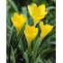 Bulbi Sternbergia lutea- Brandusa galbena de toamna-pachet 3 bulbi