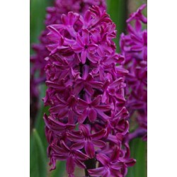 Bulbi zambile Woodstock