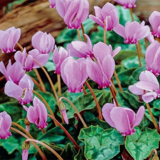 Plante Cyclamen hederifolium - Plante Cyclamen hederifolium -