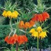 Bulbi Fritillaria  imperiallis si persica- pachet 6 bulbi amestec