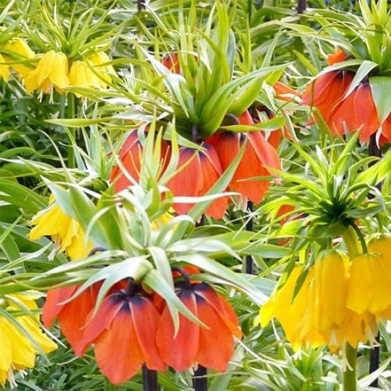 Bulbi Fritillaria- imperiallis- pachet 6 bulbi Bulbi Fritillaria- imperiallis- pachet 6 bulbi