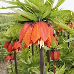 Bulbi Fritillaria imperiallis Orange Brilliant - lalea imperiala