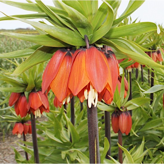Bulbi Fritillaria imperiallis Orange Brilliant - lalea imperiala Bulbi Fritillaria imperiallis Orange Brilliant - lalea imperiala