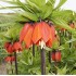 Bulbi Fritillaria imperiallis Orange Brilliant - lalea imperiala