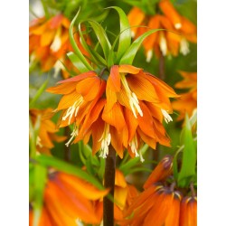 Bulbi Fritillaria  imperiallis  Orange Brilliant - lalea imperiala 
