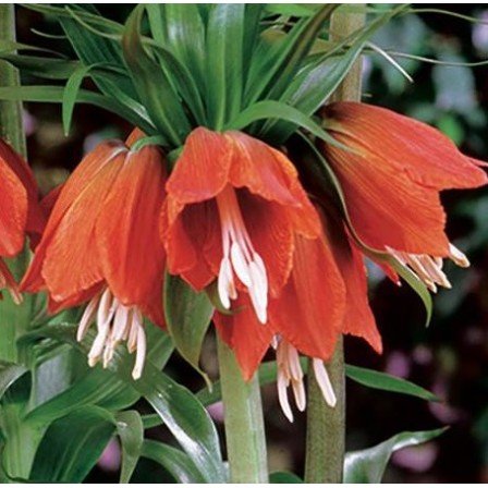 Bulbi Fritillaria imperiallis Rubra - lalea imperiala, Floarea Pastelui