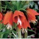 Bulbi Fritillaria imperiallis Rubra - lalea imperiala Bulbi Fritillaria imperiallis Rubra - lalea imperiala