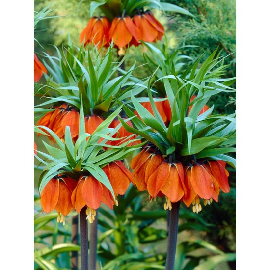 Bulbi Fritillaria imperiallis Rubra - lalea imperiala Bulbi Fritillaria imperiallis Rubra - lalea imperiala