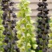 Bulbi Fritillaria  imperiallis si persica- pachet 6 bulbi amestec