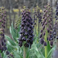 Bulbi Fritillaria persica Adiyaman