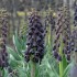 Bulbi Fritillaria persica Adiyaman