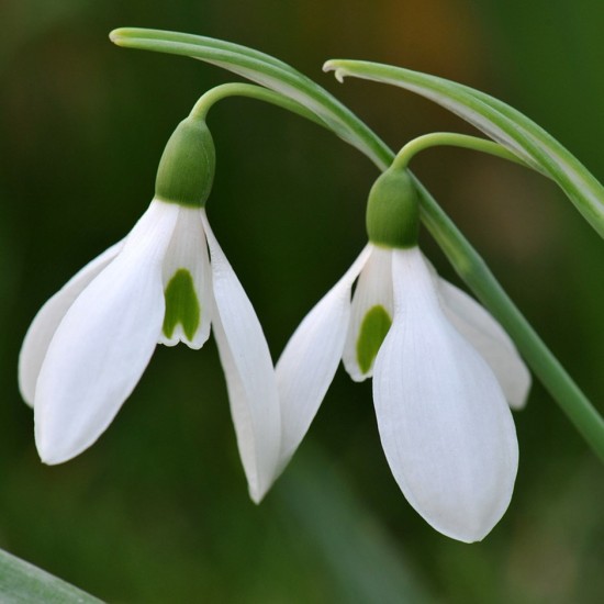 Bulbi Galanthus woronowii (Ghiocei cu floare mare) - pachet 50 bulbi Bulbi Galanthus woronowii (Ghiocei cu floare mare) - pachet 50 bulbi