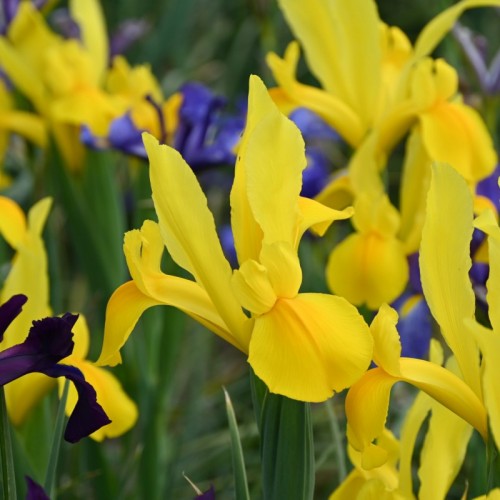 Bulbi Iris hollandica Strong Gold -pachet 100 bulbi