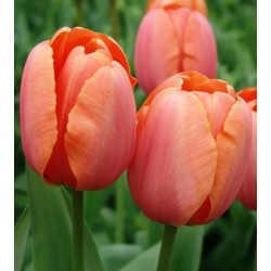 Bulbi lalele Darwin Apricot Impression