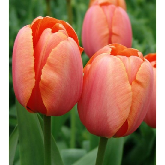 Bulbi lalele Darwin Apricot Impression