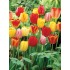 Bulbi lalele Darwin- Pachet Mix 100 bulbi