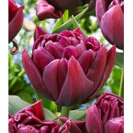 Bulbi lalele Duble- Alison Bradley (Duble timpurii)