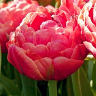 Bulbi lalele Duble- Renown Unique (Duble tarzii)