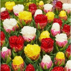 Bulbi lalele Duble-Ice-Cream- Pachet Mix 50 bulbi
