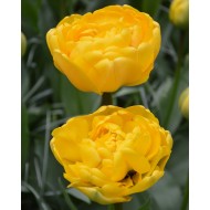 Bulbi lalele Duble- Yellow Pomponette  Duble tarzii